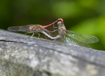 Common Darter Dragonfly, Cheshire