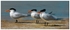 Three Royal Terns