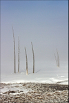 Dead Trees - Yellowstone