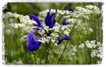 Iris sibirica