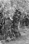 Olive Tree (Jerusalem 2014) #1