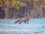 Red Fox