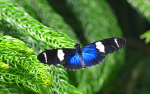 Sara Longwing