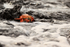 Sally Lightfoot Crab at water's edge, San Cristobal, Galapagos