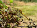 Ruddy Darter