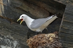Kittiwake