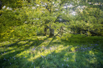 Bluebells Ty Canol
