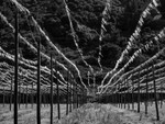 Hop Poles