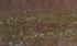 FLR012: Sunset Alligator
