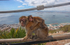 Barbary Macaques on the Rock of Gibraltar