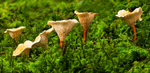 False Chanterelle.