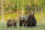 Brown Bear Family