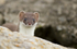 Stoat Kit. Conway, ref st 15