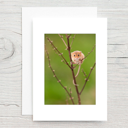 Harvest Mouse