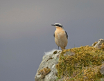 Wheatear - Oenanthe oenanthe