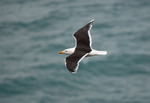 Great Black-backed Gull