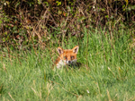 Red Fox