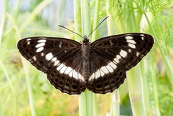 White Admiral Adult