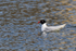 Mediterranean Gull floating on the moat at Leeds Castle