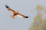 Marsh Harrier (Circus ...