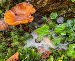 Slovenia Fungi portfolio
