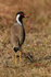 Red-wattled Lapwing, Bandhavgarh, India