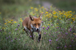 Wildlife 140825_RLP152293tcA