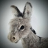 Little Grey Donkey. Photo 2