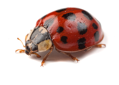 Harlequin Ladybird - [i]Harmonia axyridis[/i], succinea form. Warwickshire, June 2012.