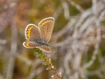 Silver-studded Blue