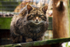 Scottish Wildcat - DSC_7239