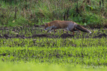Predator in Action! - Red Fox (Vulpes vulpes) - 1 of 5