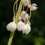 Italian Garlic (Allium pendulinum)