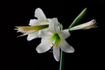 Hippeastrum 'Helios' 2