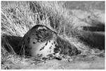 Grey Seal in Winter Dunes 1