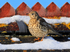Song Thrush looking for melt water from thawing snow on a roof