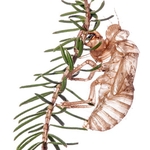 Exoskeleton of Cicada (Cicada orni) MYN