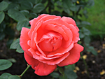 Rosa Floribunda