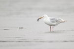 Glaucous-winged Gull with shell, Silver Salmon Creek, Alaska