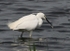 Little  Egret