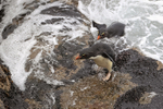 Rockhopper Penguins landing on rocks, Saunders Island