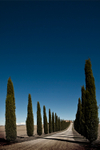Cypress Shadows