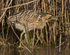 Bittern walking on ice at the edge of the reed bed