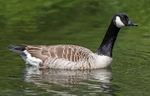 Canada Goose