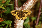 Pearl-bordered Fritillary