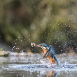 kingfisher exit 2