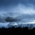 Starlings