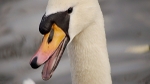Swan Portrait