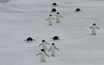 Adelie Penguins