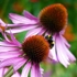 Purple Echinacea